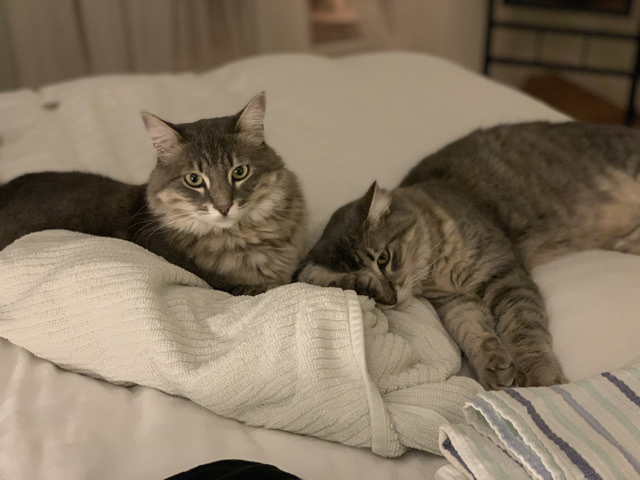British Semi-longhair – 2 beautiful sisters – San Diego