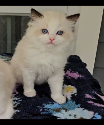 Ragdoll – Adorable Ragdoll Kittens – Coram