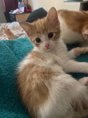 looking to forever homes for Kitties