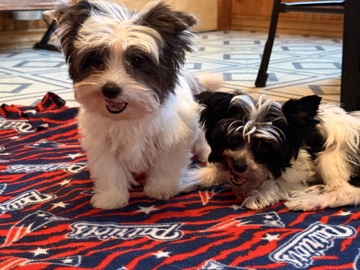 Biewer yorkie puppies 