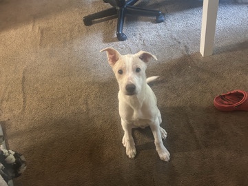 Mixed Breed – puppy for rehoming – Knoxville