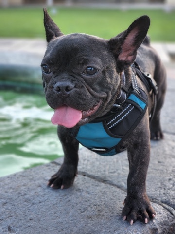 French Bulldog – Mr. Stitch