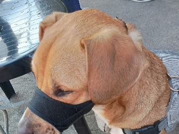 Image of Berger Blanc Suisse