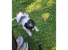 Cavapoo – Black & White Male Cavapoo