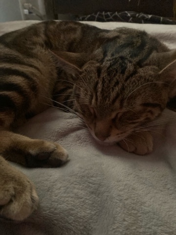 Russian White, Black and Tabby – tabby cat male