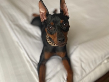 Doberman Pinscher – 🐾 Miniature Pinscher Looking for a Loving Home ❤️ – Aventura
