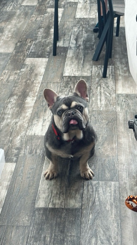 French Bulldog – THOR (French Bulldog Lilac and Tan) for sale