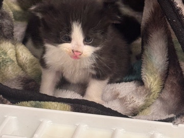 gatos en venta – Chesterfield