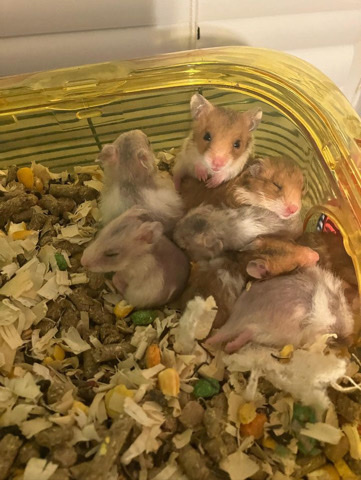 baby hamsters
