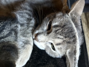 three month old kitten he needs rehoming. I can’t take care of her. – Portland