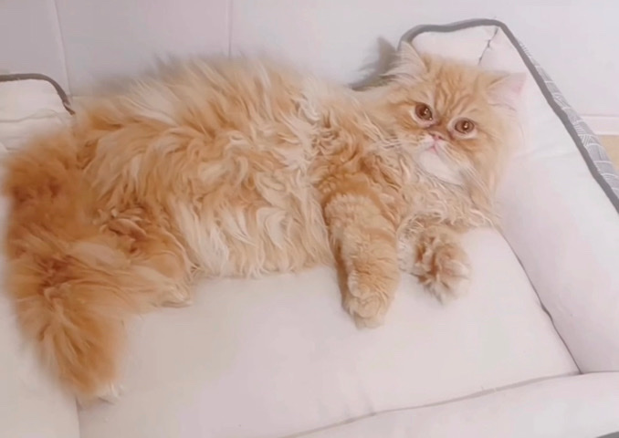 Persian (Traditional) – orange Persian kitten