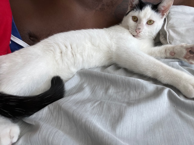 Manx – Manx Breed Cat