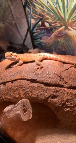 Leatherback Bearded Dragon