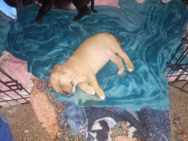 Mixed Breed – Pit Bull puppies – Columbus