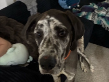 Great Dane – 1 year old Dane (male) – Jeffersonville