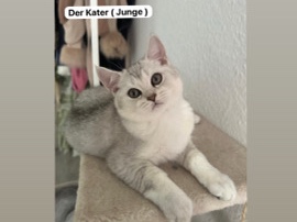 British Shorthair – Hauskatzen -1 Katze und 2 Kater – Köln