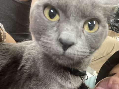 Others - booty #cat available for adoption in Anchorage