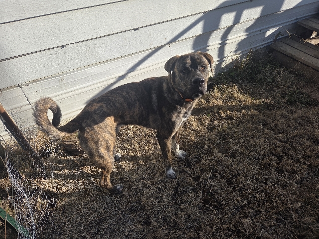 Cane Corso Great Pyrenees mix 