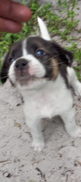 Labrador Husky – lab mix husky puppies