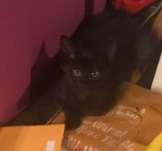 Kitten for Sale