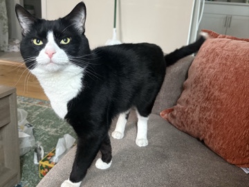 American Shorthair – Male Tuxedo Cat - Needs a new home! – Milford