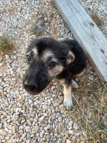 German Shepherd – german shepherd puppies