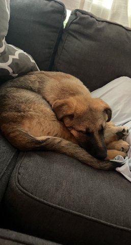 German Shepherd – german shepard puppy