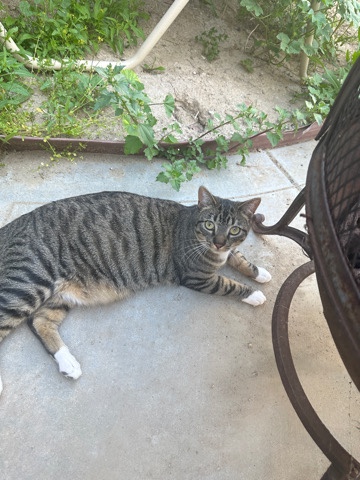 Cat