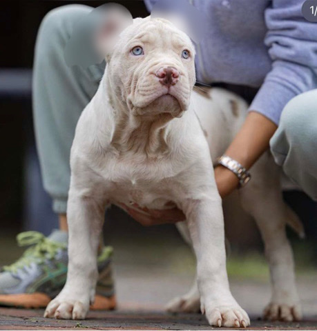 American Pit Bull Terrier – female xl bully 12 weeks old