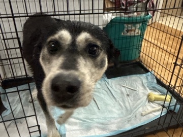 Mixed Breed – Loving home for Famous – New York