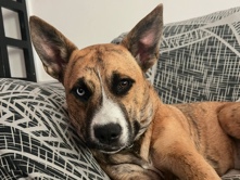 Mixed Breed – husky x american bully – Dubai