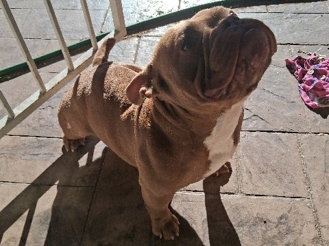 American Bulldog – American Micro Bully, bowls, harness and leash included – Las Vegas