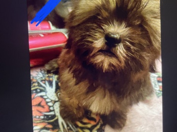 Shih Tzu – cute – Arden-Arcade