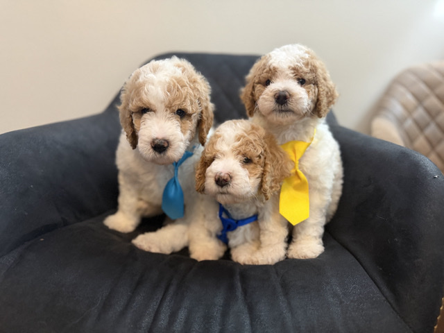 Poodle – AKC small standard poodle – New Britain