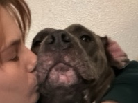 American Pit Bull Terrier – rehoming – Oklahoma City