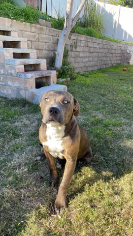 American Pit Bull Terrier – karma