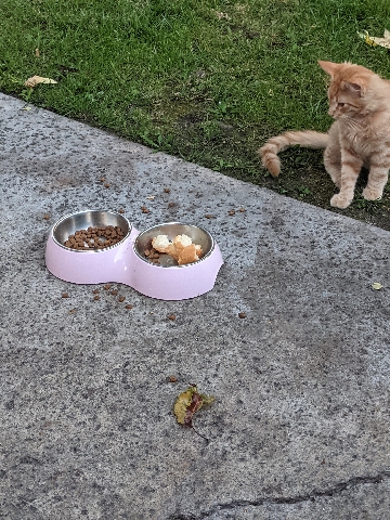 Persian (Traditional) – Friendly stray Kitties