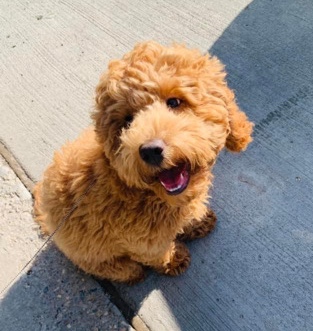 cockapoo