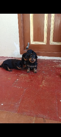 Rottweiler – puppies for sale
