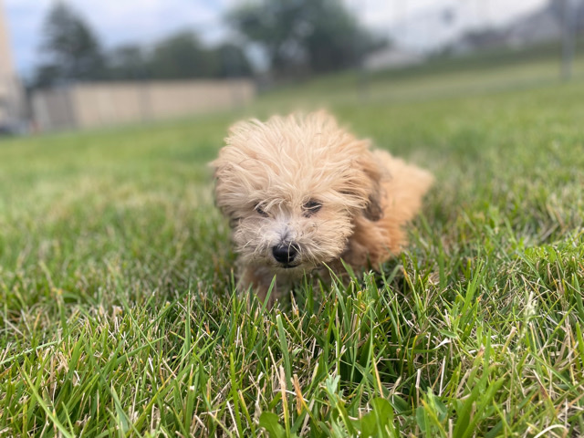 Shih Tzu – Puppy (Boy)