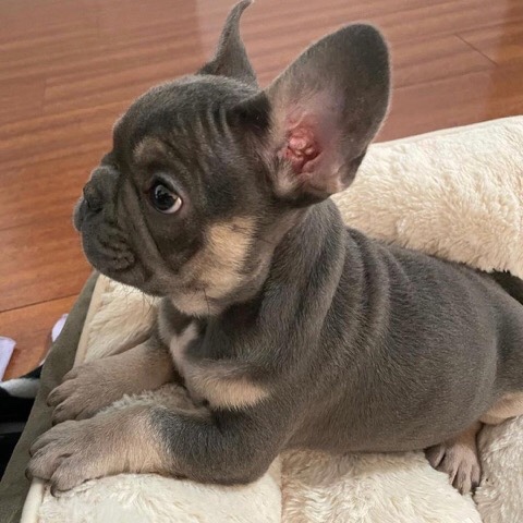 French Bulldog – pups for sale