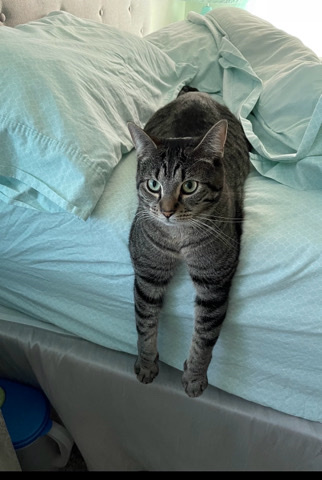 American Shorthair – Sissy needs to be adopted