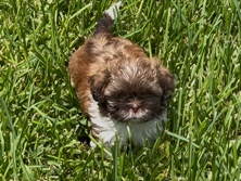 Shih Tzu – BEAUTIFUL SHIH TZU PUPPY – Spring