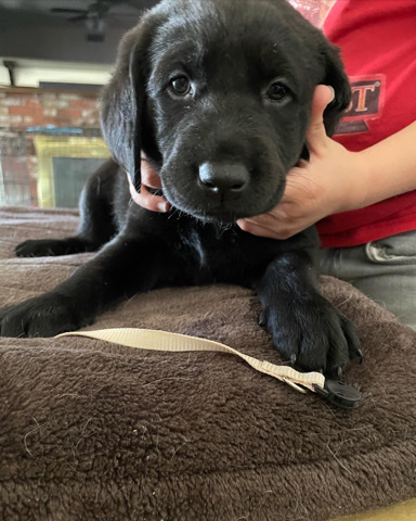 labradoodle puppies