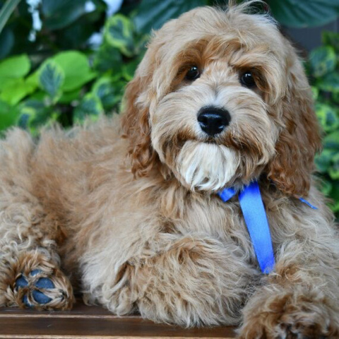 American Cocker Spaniel – cockapoo for sale