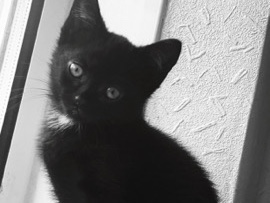 Bombay – 2 black kittens £50 each – Crowborough