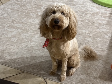 Image of Goldendoodle