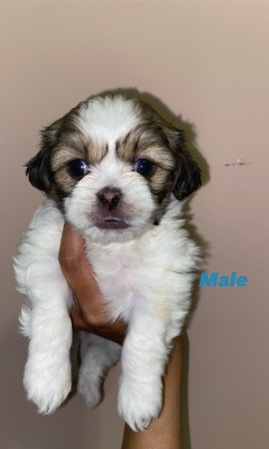 Shih Tzu – Shihtzu European