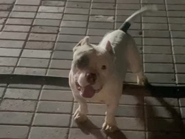 American Bulldog - أميركن بولي بوكت  available for adoption in Dubai