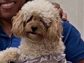Cavapoo – Onyx – Cypress